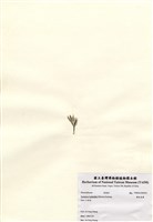 藏品(蘚狀束藻)的圖片